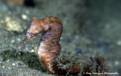 Hippocampus subelongatus