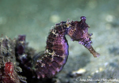 Hippocampus subelongatus