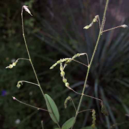 Image of Desmodium procumbens by (c) Sue Carnahan, some rights reserved (CC BY)