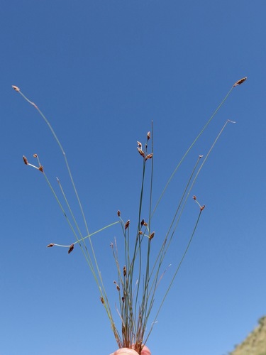 Image of Bulbostylis capillaris by (c) Sue Carnahan, some rights reserved (CC BY)