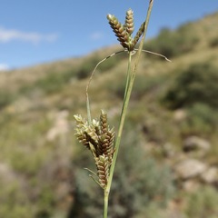 Fendler's Flatsedge (Cyperus fendlerianus)