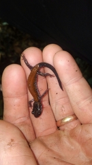 Plethodon yonahlossee