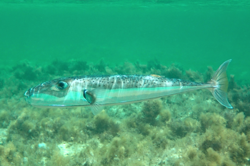 Giant toadfish (Lagocephalus sceleratus) — Tetraodontidae
