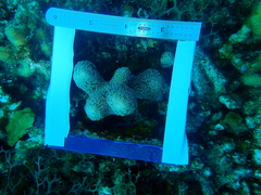 Porites porites