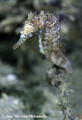 Hippocampus subelongatus