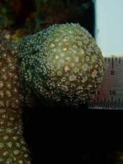 Porites porites