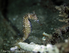 Hippocampus subelongatus