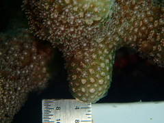 Porites porites