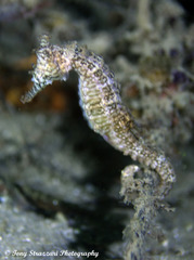 Hippocampus subelongatus