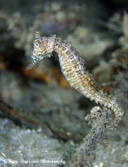 Hippocampus subelongatus