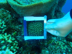 Pseudodiploria strigosa