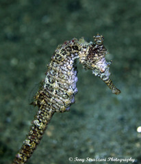 Hippocampus subelongatus