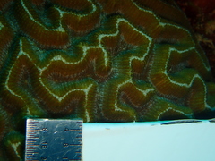 Pseudodiploria strigosa