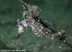 Hippocampus subelongatus