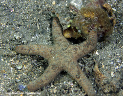 Nepanthia crassa