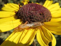 Harmostes angustatus