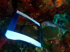 Porites astreoides