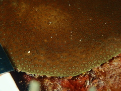 Porites astreoides