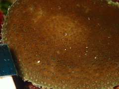 Porites astreoides