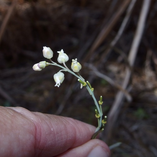 Rincon Mountain Rockcress (Pennellia tricornuta)