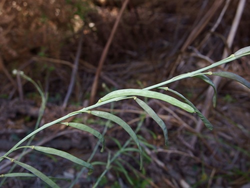 Image of Pennellia tricornuta by (c) Sue Carnahan, some rights reserved (CC BY)