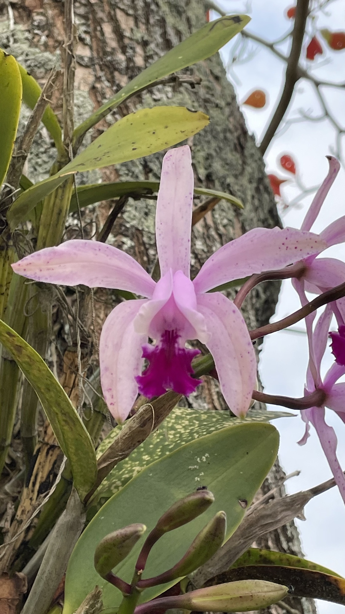 Imagem de Orquídea