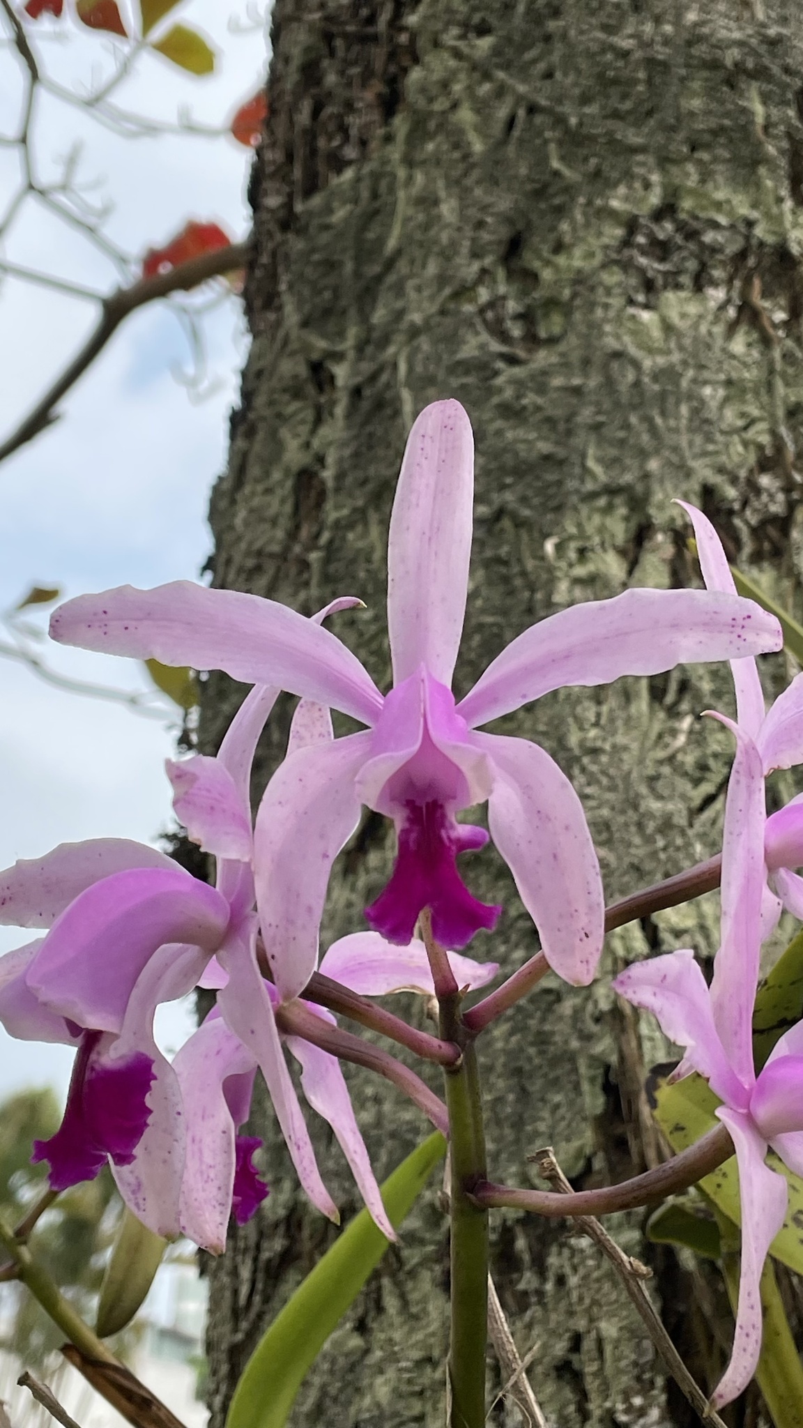 Imagem de Orquídea