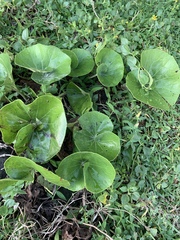 Farfugium japonicum japonicum