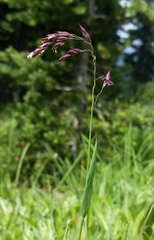 Vahlodea atropurpurea