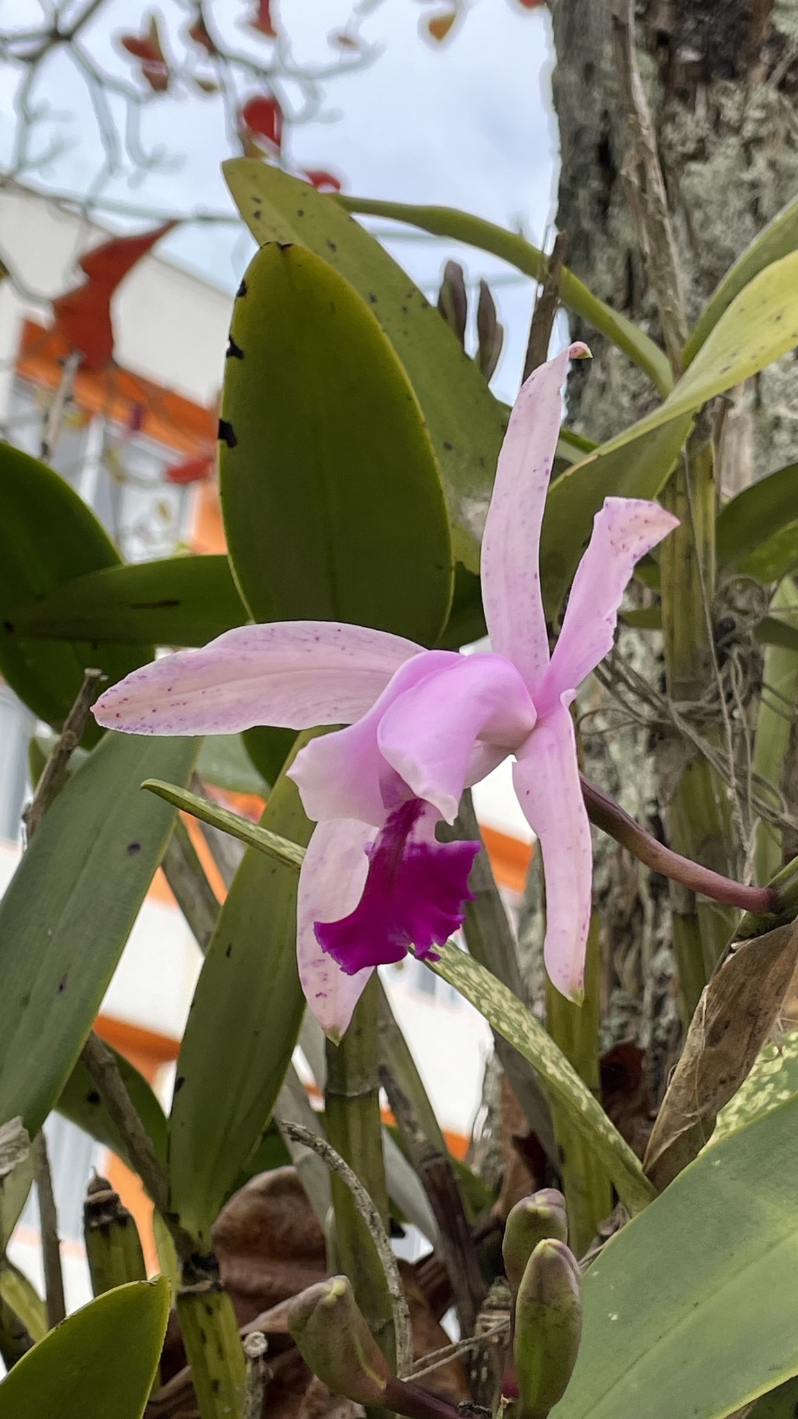 Imagem de Orquídea