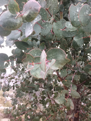 Eucalyptus cinerea