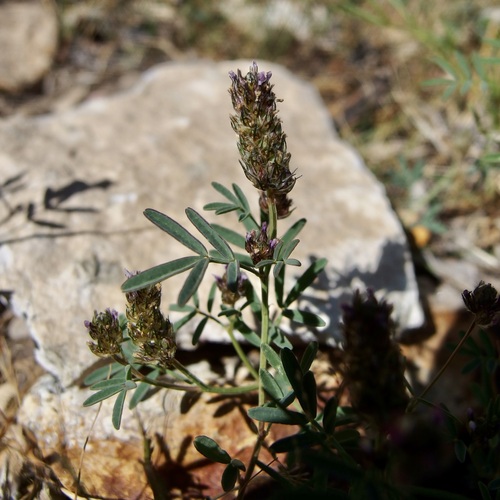 Sixweeks Prairie Clover (Dalea polygonoides)