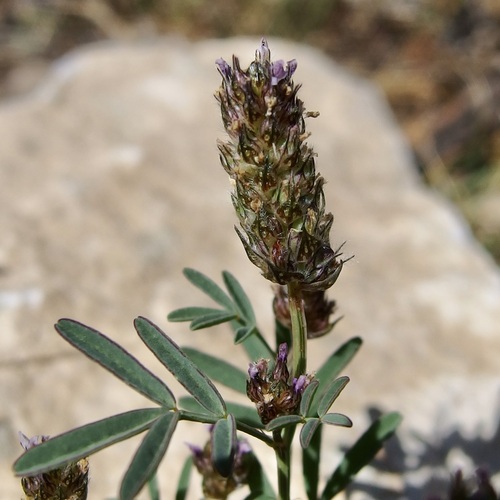 Image of Dalea polygonoides by (c) Sue Carnahan, some rights reserved (CC BY)