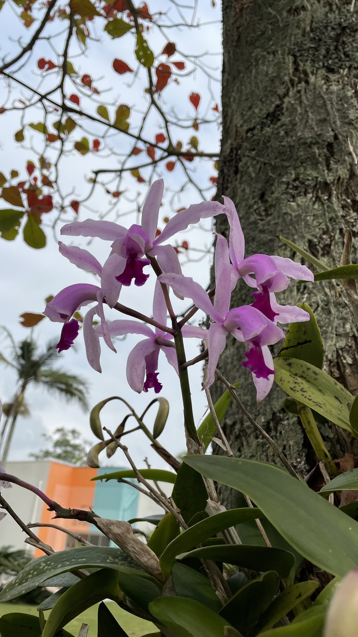Imagem de Orquídea