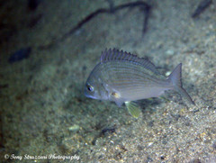 Acanthopagrus morrisonae