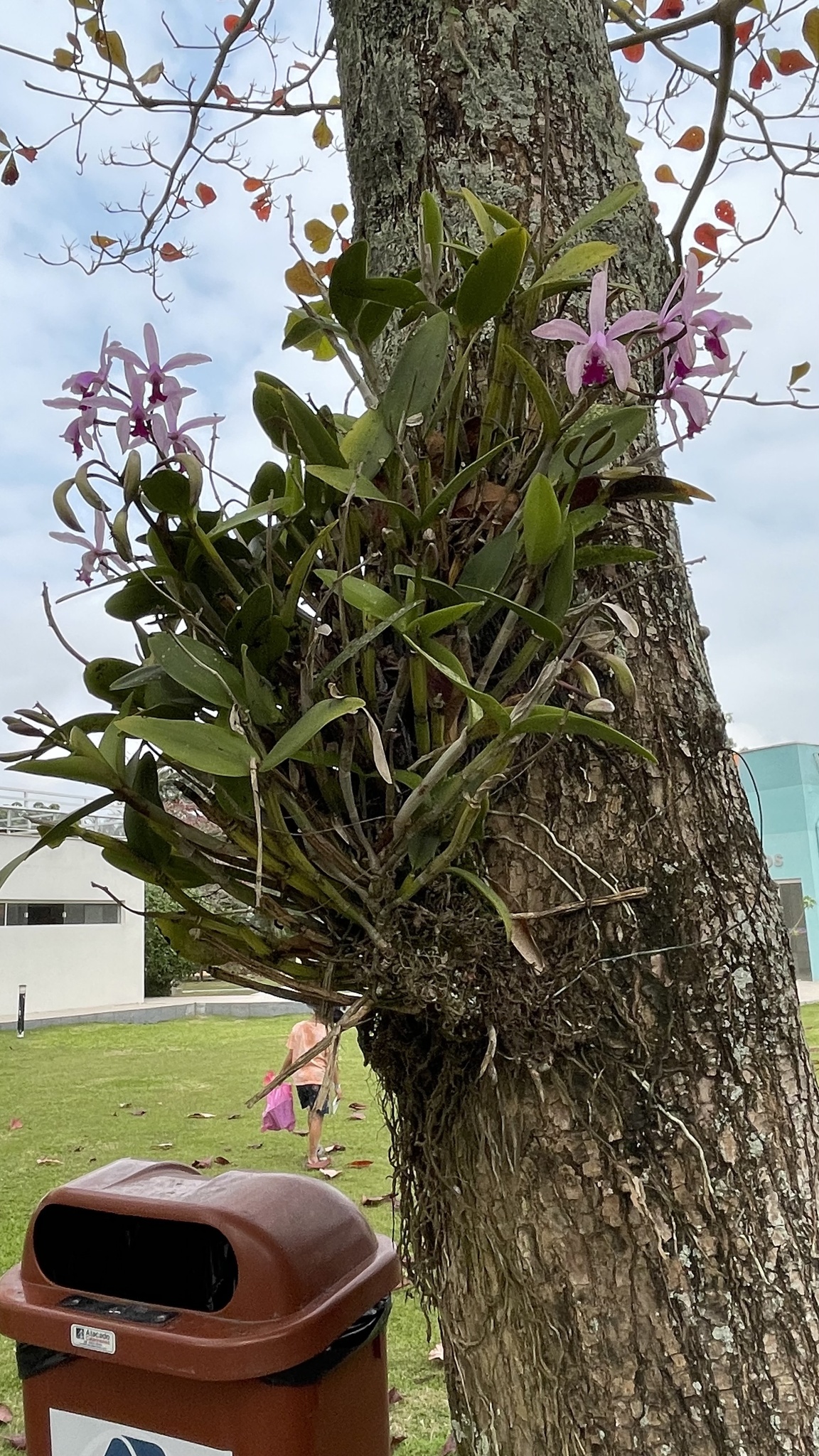 Imagem de Orquídea