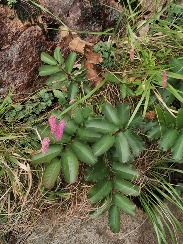 Sanguisorba hakusanensis, photograph 1