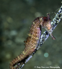 Hippocampus subelongatus