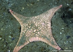 Stellaster inspinosus