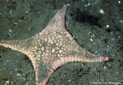 Stellaster inspinosus