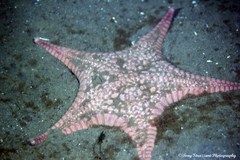 Stellaster inspinosus