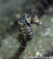 Hippocampus subelongatus