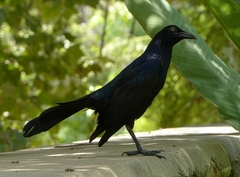 Quiscalus mexicanus