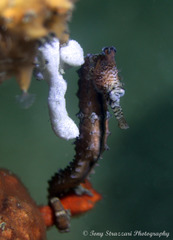 Hippocampus subelongatus
