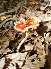 Amanita parcivolvata