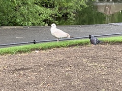 Larus argentatus