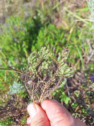 Image of Helichrysum niveum by (c) Adele SL, some rights reserved (CC BY)