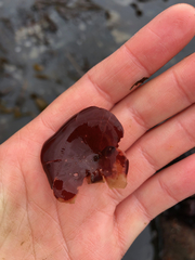 Constantinea simplex