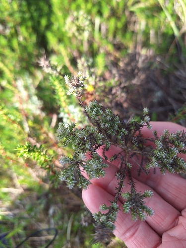 Image of Helichrysum niveum by (c) Adele SL, some rights reserved (CC BY)