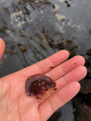 Constantinea simplex